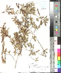 Cyrilla racemiflora image