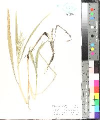 Paspalum fluitans image