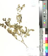 Ligustrum sinense image