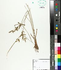 Cyperus iria image