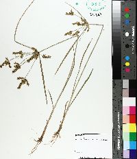 Cyperus iria image