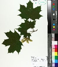 Acer platanoides image