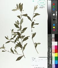 Cyperus iria image