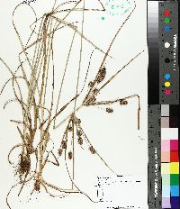 Cyperus retrorsus image