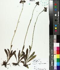 Hieracium aurantiacum image