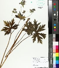 Geranium erianthum image