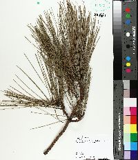 Pinus elliottii image