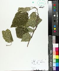 Broussonetia papyrifera image
