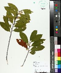 Prunus caroliniana image