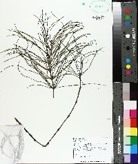 Equisetum sylvaticum image