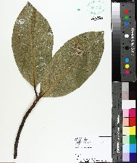 Magnolia acuminata image