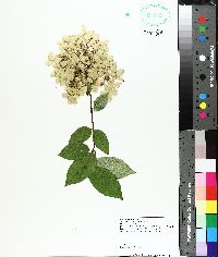 Hydrangea paniculata image