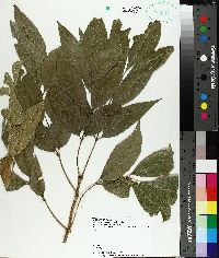 Carya aquatica image