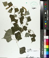 Triadica sebifera image