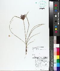 Cyperus rotundus image