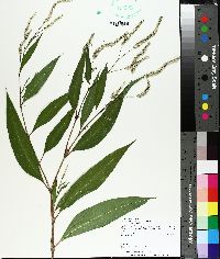 Persicaria hydropiper image