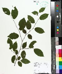 Carpinus caroliniana var. virginiana image