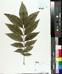 Carya illinoinensis image