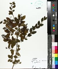 Ligustrum sinense image