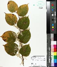 Reynoutria japonica image