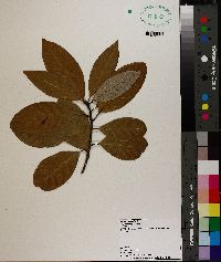 Magnolia virginiana image