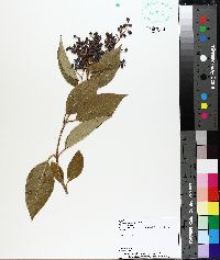 Ligustrum sinense image