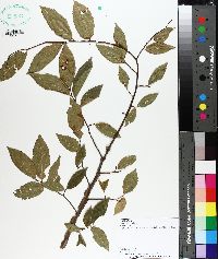 Ulmus alata image