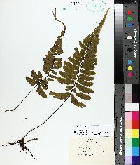 Asplenium laetum image