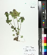 Lamium purpureum image