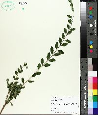 Ligustrum sinense image