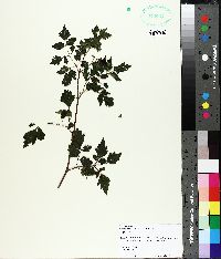 Ampelopsis arborea image