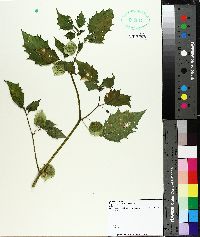 Cardiospermum grandiflorum image