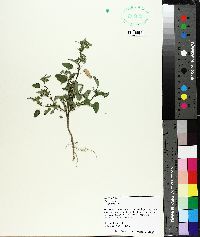 Sida spinosa image