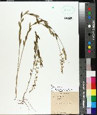 Asemeia grandiflora image