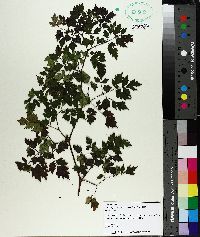 Ampelopsis arborea image