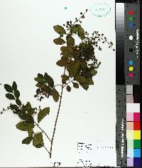 Ligustrum sinense image