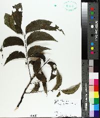 Carya illinoinensis image