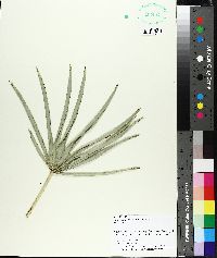 Serenoa repens image