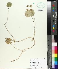 Hydrocotyle umbellata image