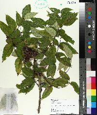 Aralia spinosa image