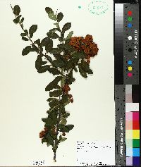 Pyracantha coccinea image