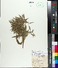 Dichanthelium scoparium image