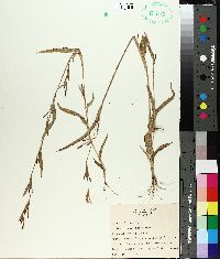 Hackelochloa granularis image