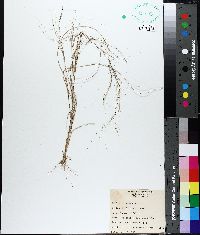 Aristida oligantha image