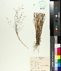 Eragrostis refracta image