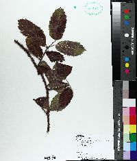 Rubus trivialis image