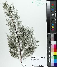 Chamaecyparis thyoides image