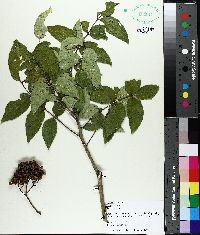 Aralia spinosa image