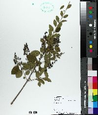 Ligustrum sinense image