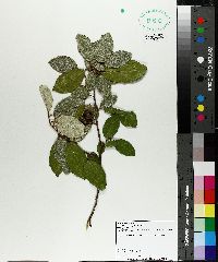 Elaeagnus pungens image